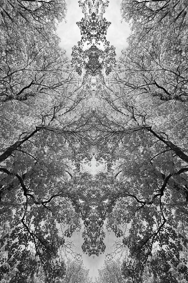 Mirrored maple canopy - monochrome Photograph by Ulrich Kunst And Bettina Scheidulin