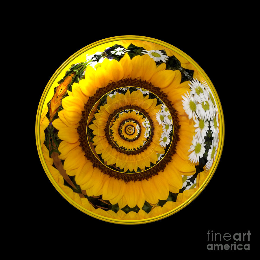 Mirrored Sunflower under glass 1 Photograph by Rose Santuci-Sofranko