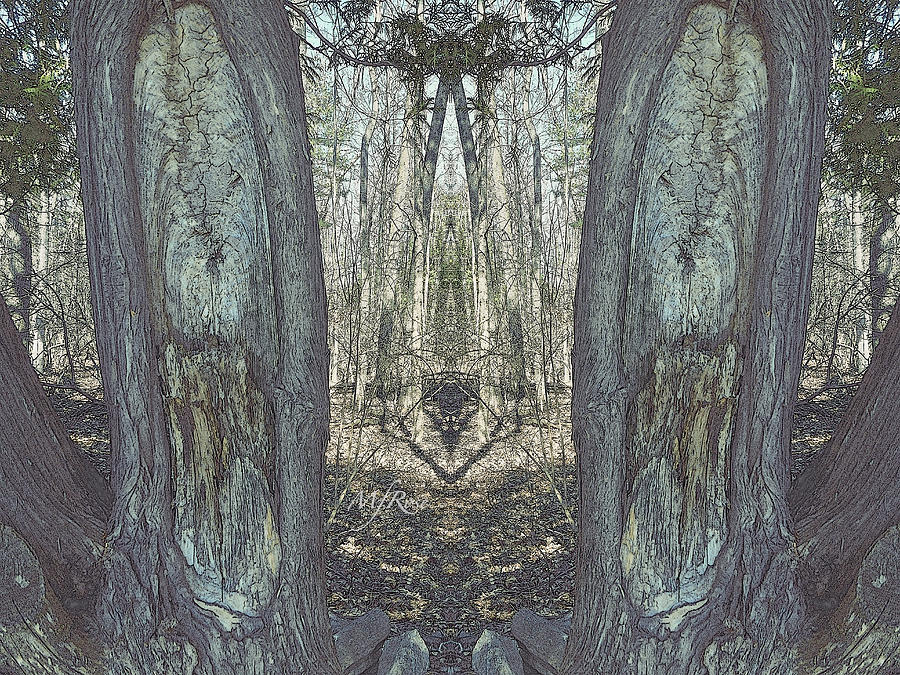 Mirrored Tree Bark Designs Photograph By Maureen Rose - Fine Art America