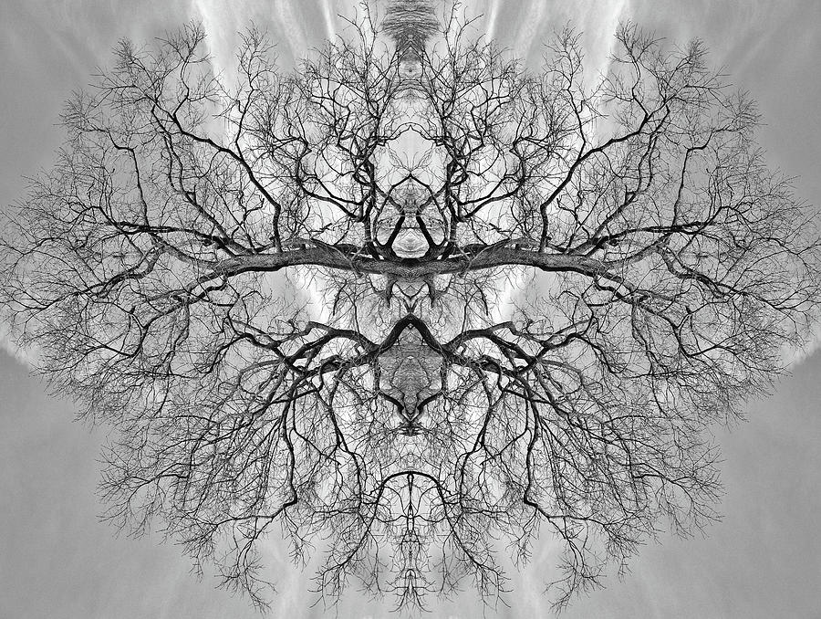 Mirrored Tree Digital Art By Jared Pierce Fine Art America