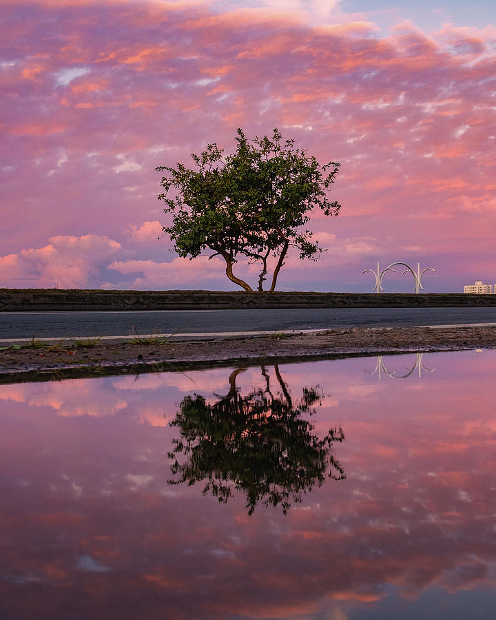 Mirrored Tree Photograph By Samuel Pereira Fine Art America