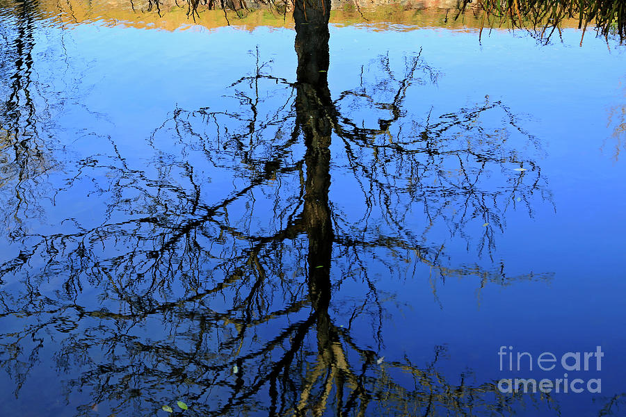 Mirrored Tree Photograph By Taina Sohlman Fine Art America