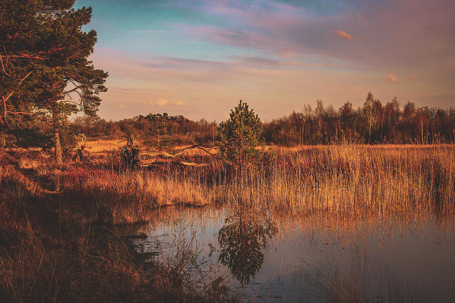 Mirrored Tree Photograph By Vincent Hakvoort Fine Art America