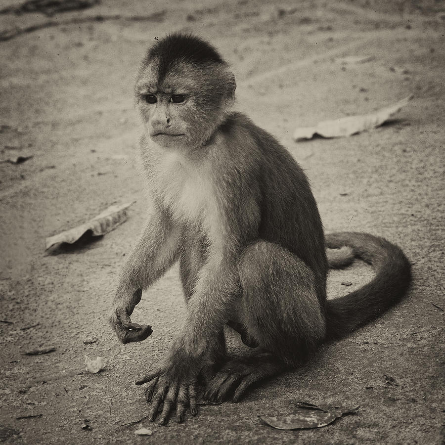 Misahualli monkey Photograph by Photo by Victor Ovies Arenas