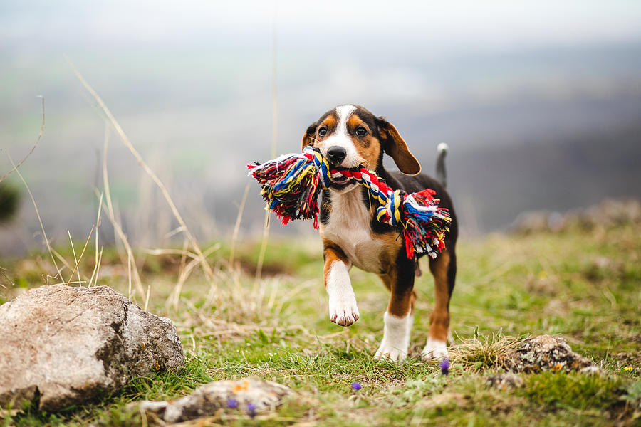 Mischief mixed breed puppy holding a colorful toy in his jaw Photograph by Kosamtu