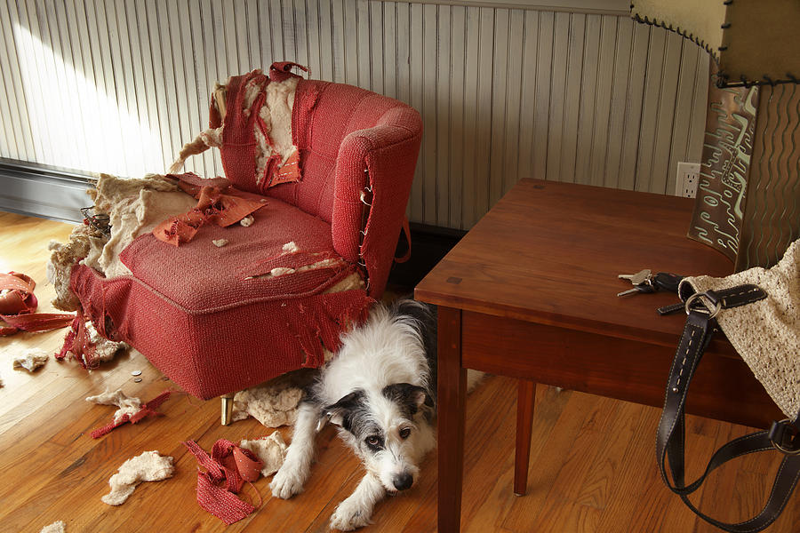 Mischievous dog sitting next torn furniture Photograph by Steve Cicero