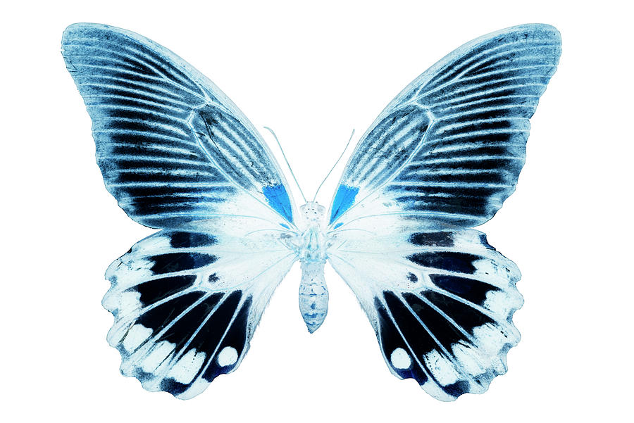 MISS BUTTERFLY AGENOR - X-RAY White Edition Photograph by Philippe HUGONNARD