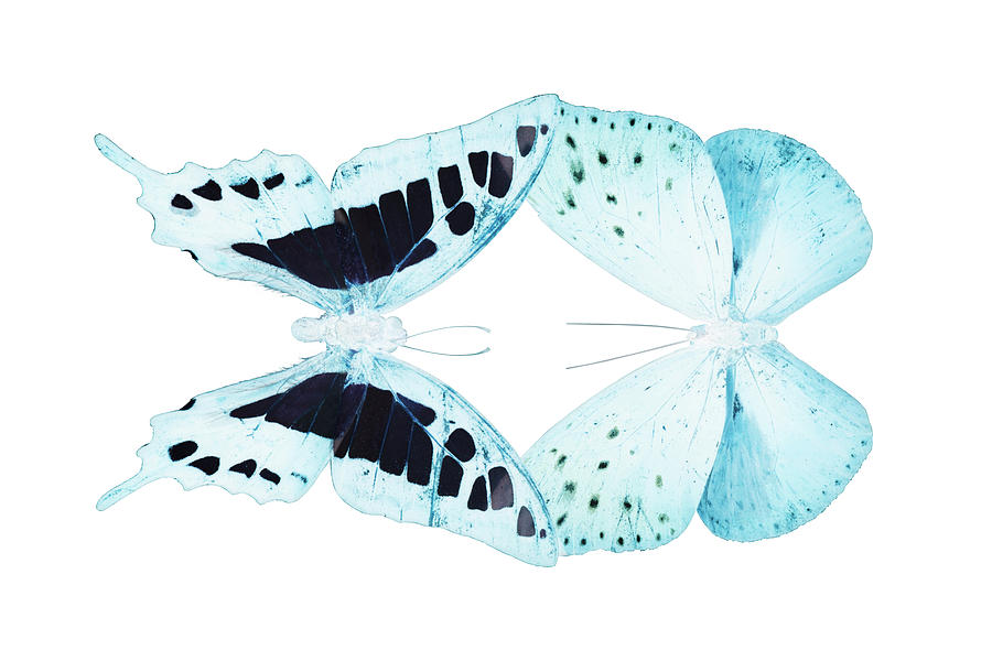 MISS BUTTERFLY DUO CLOANTHAEA - X-RAY White Edition Photograph by Philippe HUGONNARD