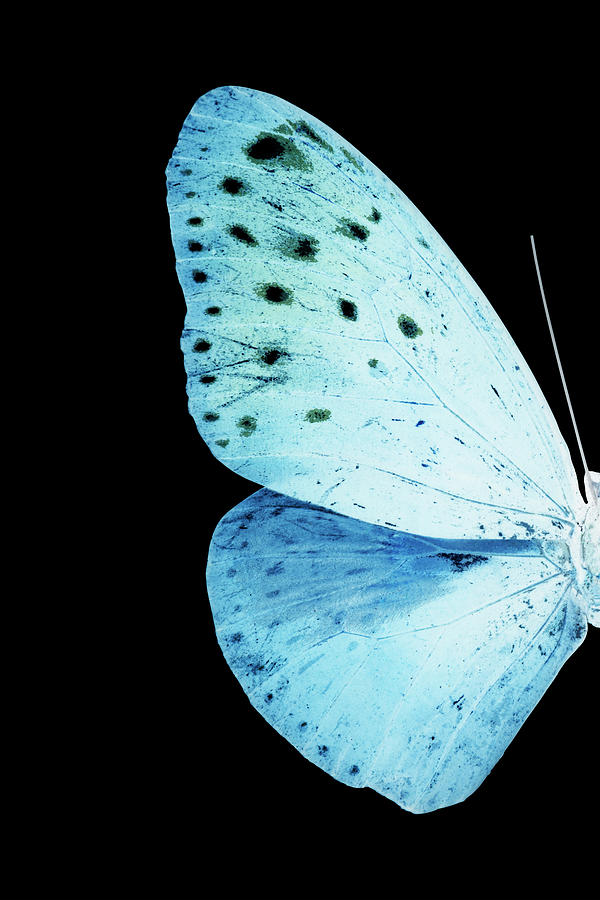 MISS BUTTERFLY EUPLOEA - X-RAY LEFT Black Edition Photograph by Philippe HUGONNARD