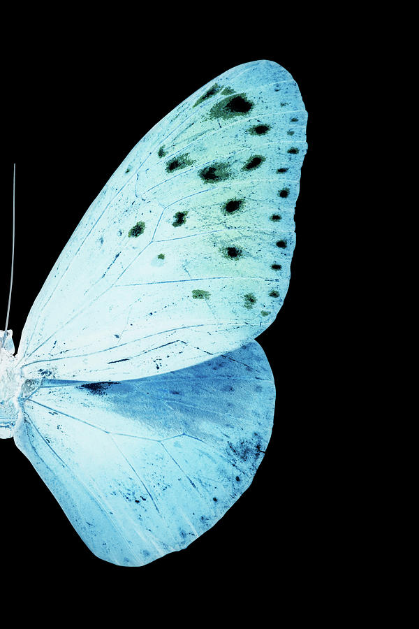 MISS BUTTERFLY EUPLOEA - X-RAY RIGHT Black Edition Photograph by Philippe HUGONNARD