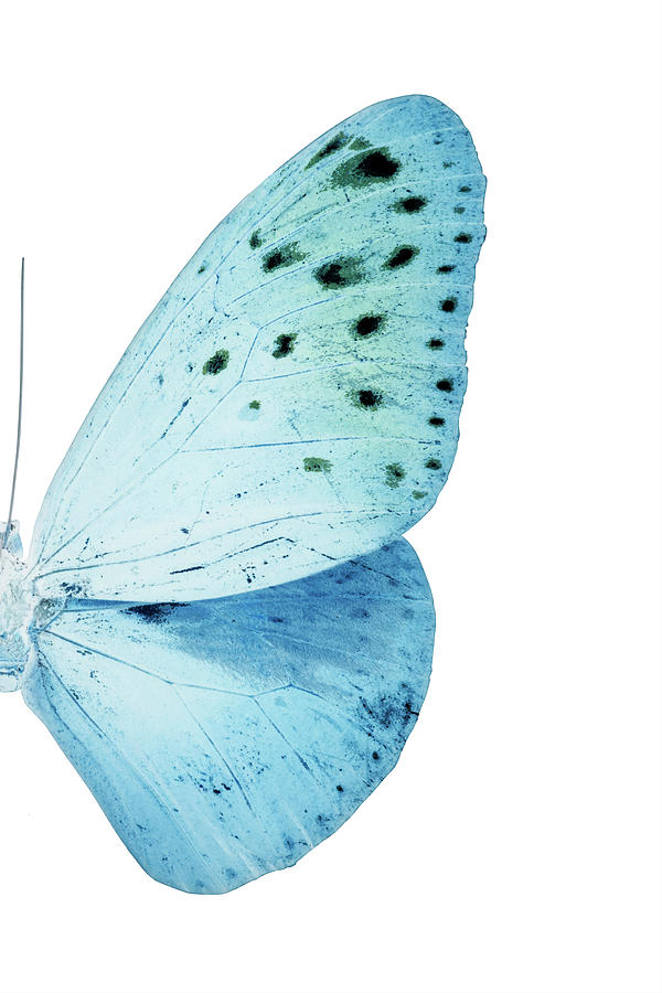 MISS BUTTERFLY EUPLOEA - X-RAY RIGHT White Edition Photograph by Philippe HUGONNARD