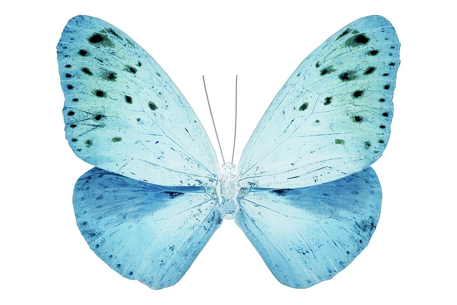 MISS BUTTERFLY EUPLOEA - X-RAY White Edition Photograph by Philippe HUGONNARD