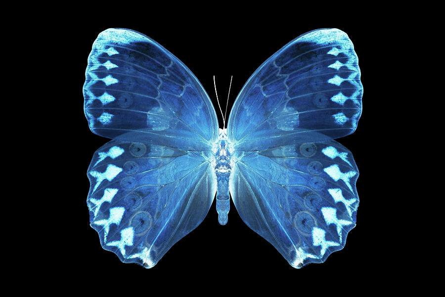 MISS BUTTERFLY FORMOSANA - X-RAY Black Edition Photograph by Philippe HUGONNARD