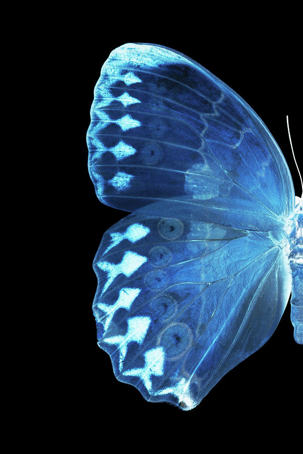 MISS BUTTERFLY FORMOSANA - X-RAY LEFT Black Edition Photograph by Philippe HUGONNARD