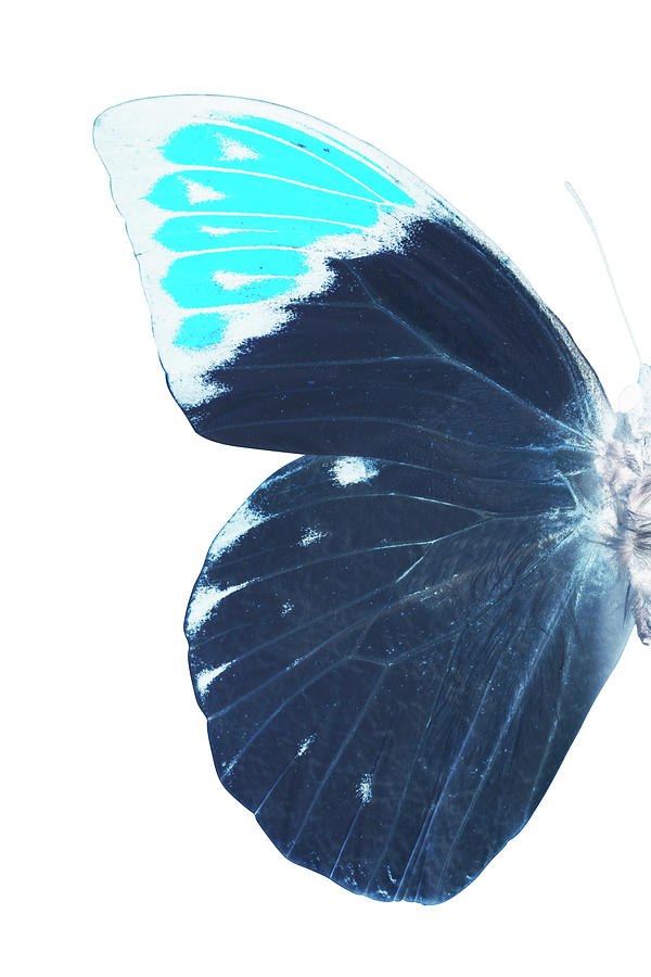 MISS BUTTERFLY HEBOMOIA - X-RAY LEFT White Edition Photograph by Philippe HUGONNARD