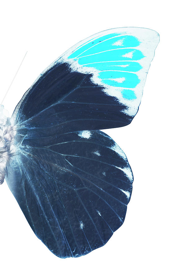 MISS BUTTERFLY HEBOMOIA - X-RAY RIGHT White Edition Photograph by Philippe HUGONNARD