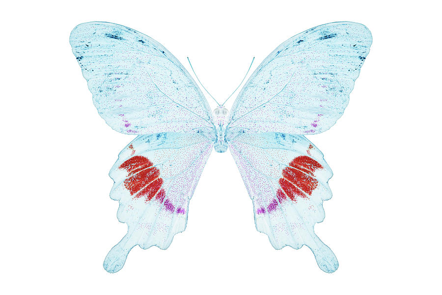 MISS BUTTERFLY HERMOSANUS - X-RAY White Edition Photograph by Philippe HUGONNARD