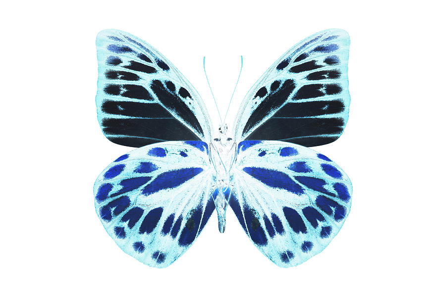 MISS BUTTERFLY PRIONERIS - X-RAY White Edition Photograph by Philippe HUGONNARD