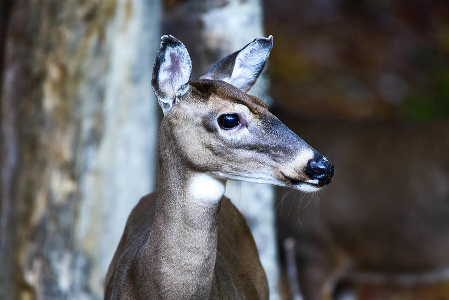 Miss Doe Photograph by Pamela McDaniel - Fine Art America