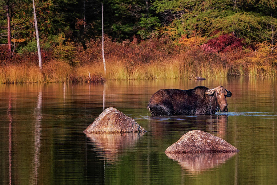 Miss Moose Photograph by Darylann Leonard Photography