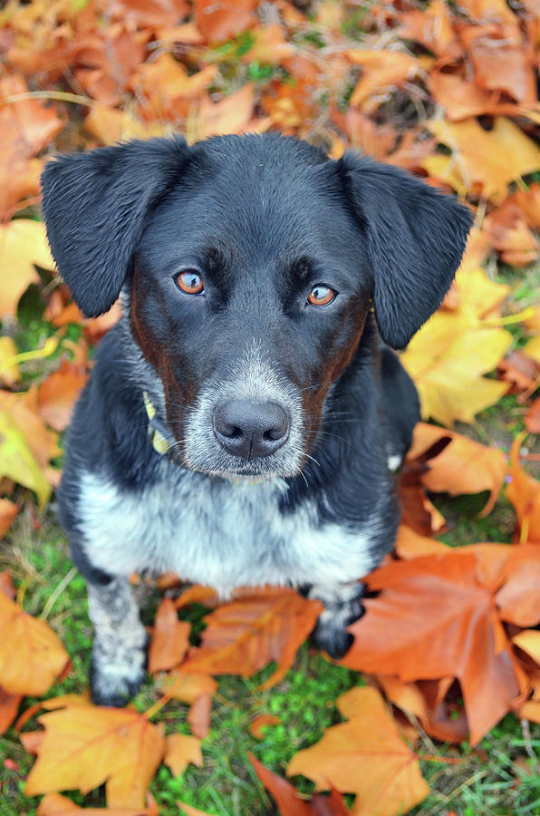 Miss Myla in the Autumn Leaves Photograph by Tara Turner - Fine Art America