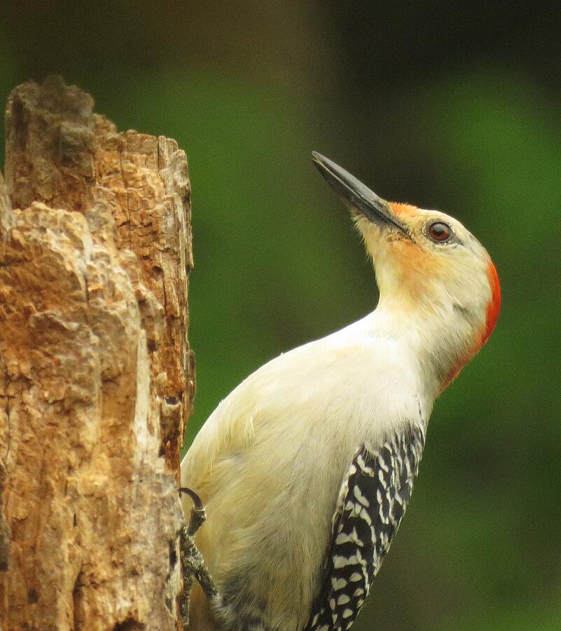 Miss Red-bellied Woodpecker Photograph by Lori Frisch - Fine Art America