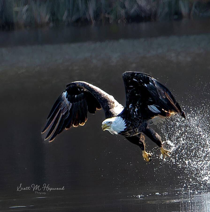 Missed Again Photograph by Scott Hopwood - Fine Art America