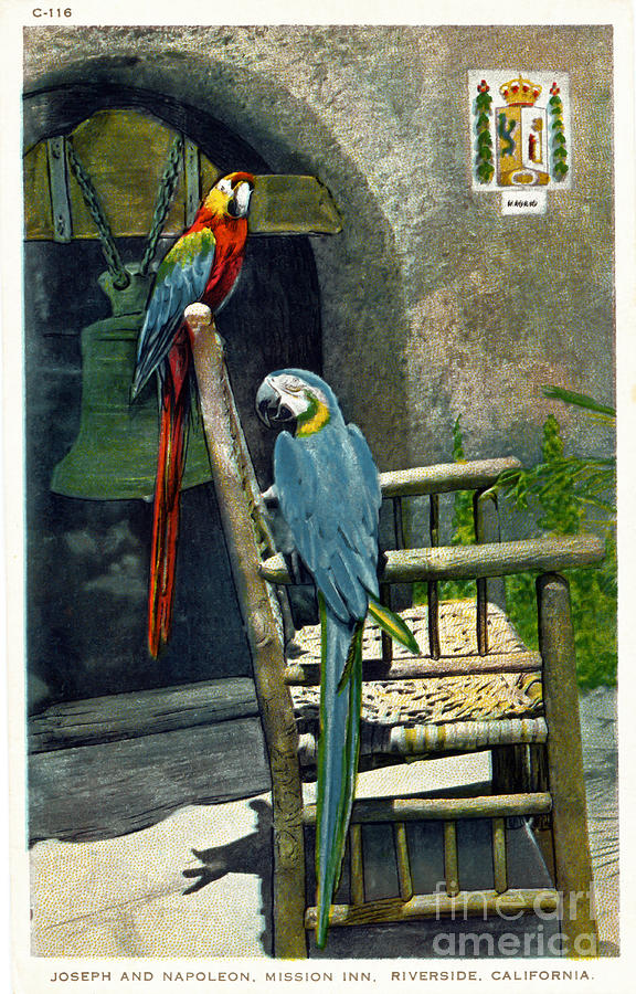 Mission Inn Riverside CA Macaws - Napoleon and Josephine Photograph by Sad Hill - Bizarre Los Angeles Archive