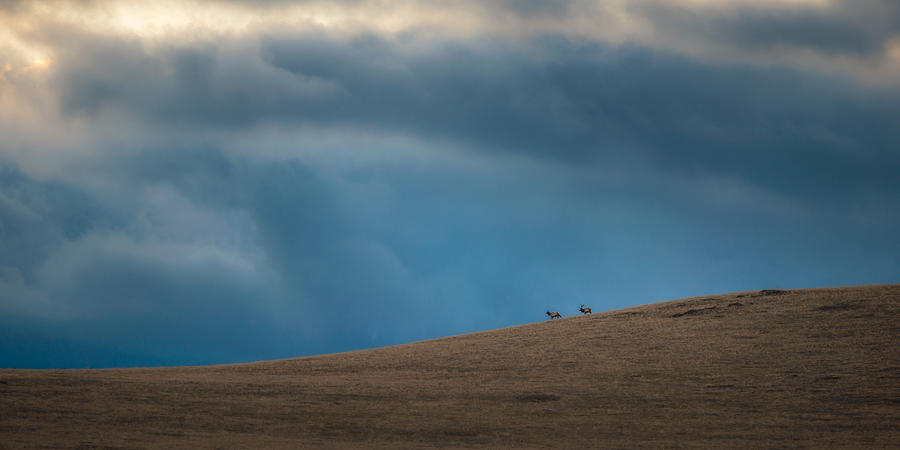 Mission Mountain Elk 2 Photograph by Matt Hammerstein