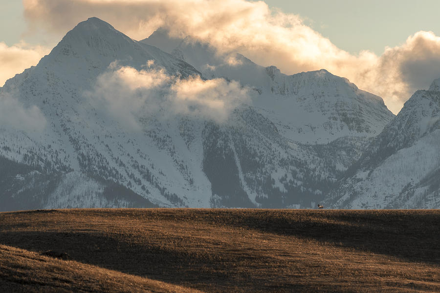 Mission Mountain Elk Photograph by Matt Hammerstein