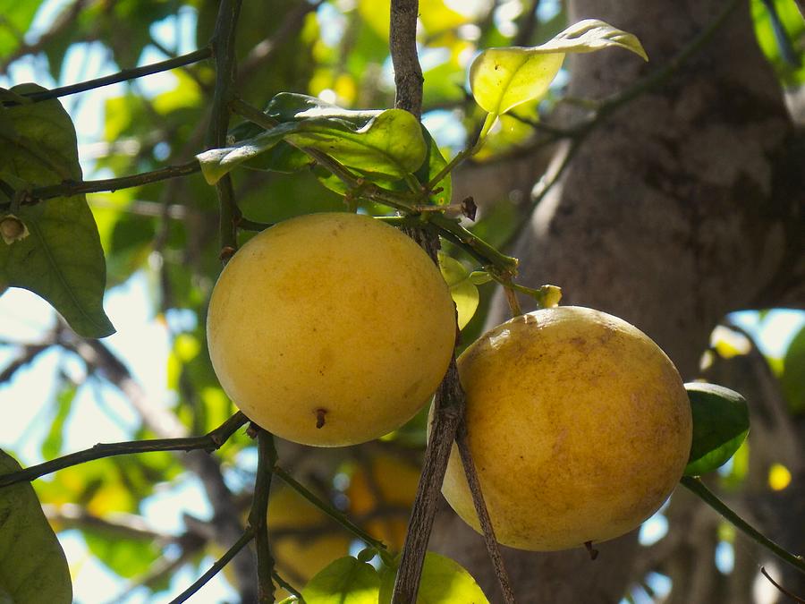 Mission Orchard Fruit Photograph by Troy Wilson-Ripsom - Fine Art America