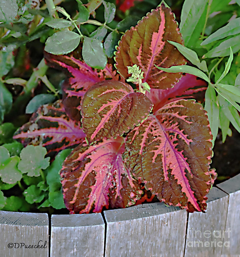Mission San Miguel Coleus in the Planter Photograph by Debby Pueschel