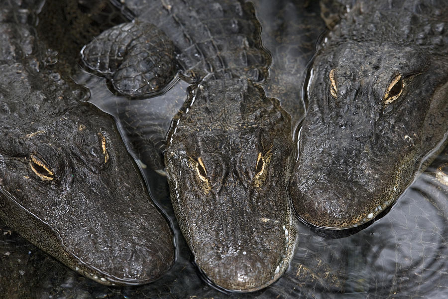 Mississippi alligators, alligator farm, Orlando, Florida, USA Photograph by Winfried Wisniewski