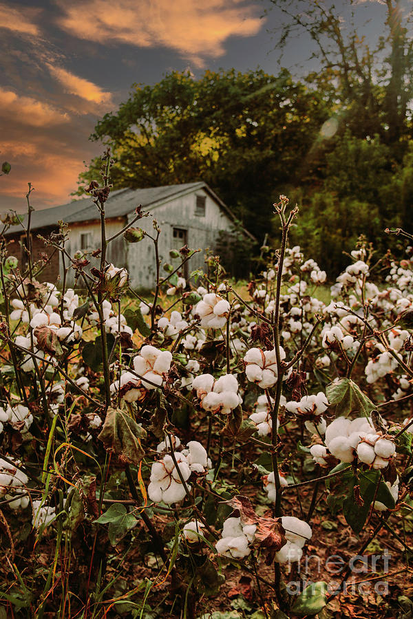 Mississippi Cotton Feild Photograph by Amy Curtis