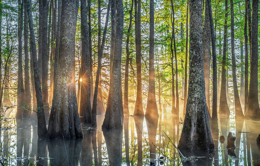 Mississippi Cypress Tree Sunrise In Morning Fog Photograph by Jordan Hill