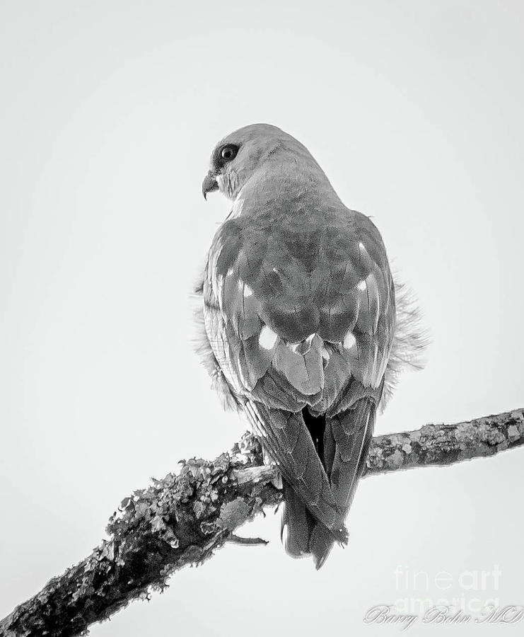 Mississippi hawk BW Photograph by Barry Bohn