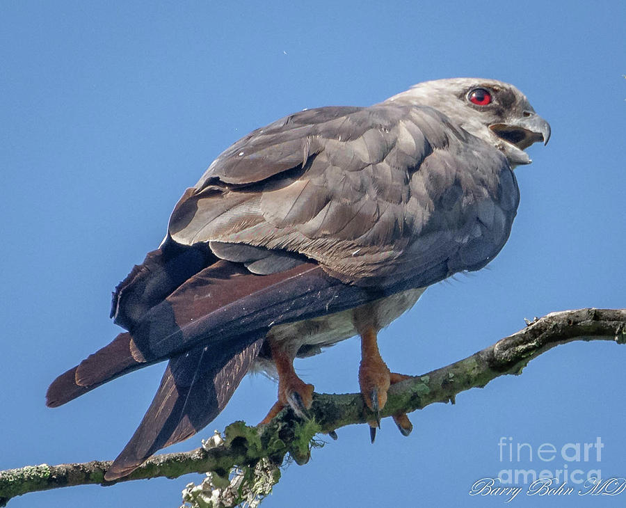 Mississippi kite calling Photograph by Barry Bohn