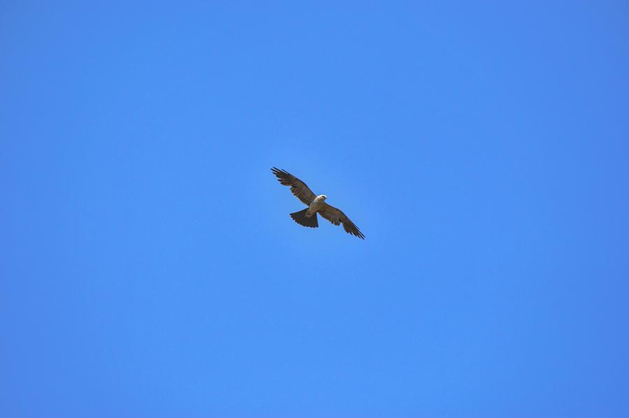 Mississippi Kite Hawk in Deep Blue Sky Photograph by Gaby Ethington ...