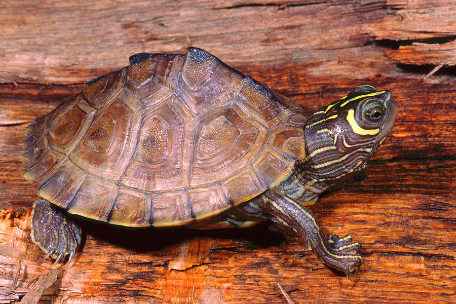 Mississippi Map Turtle Photograph By Michael Redmer Fine Art America   Mississippi Map Turtle Michael Redmer 