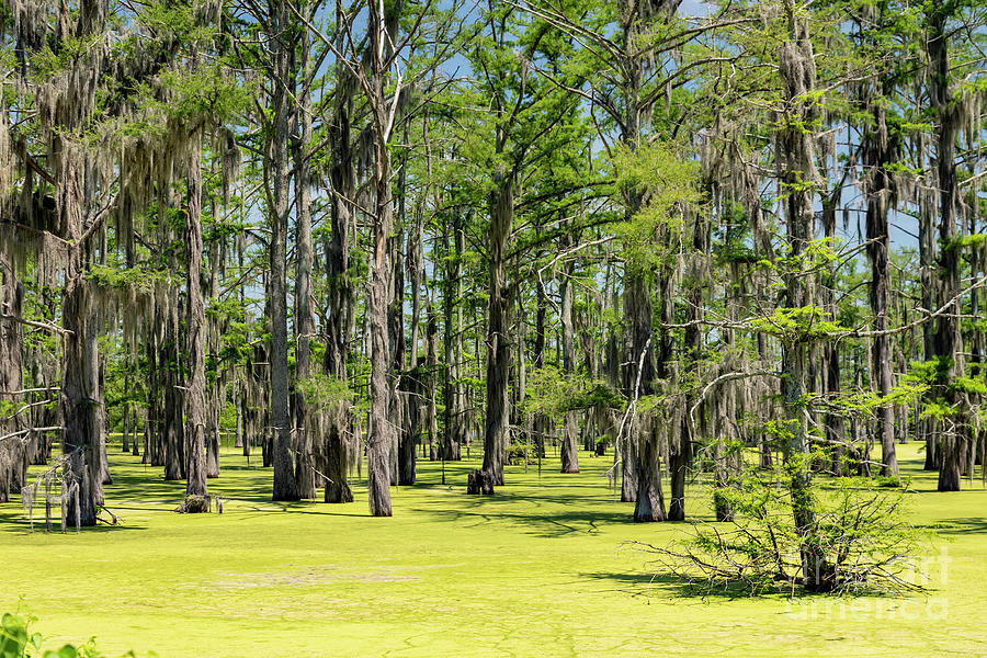 Mississippi Swamp Photograph by Jim West