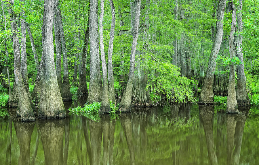 Mississippi Swamp Scene Photograph by Bill Chambers - Fine Art America