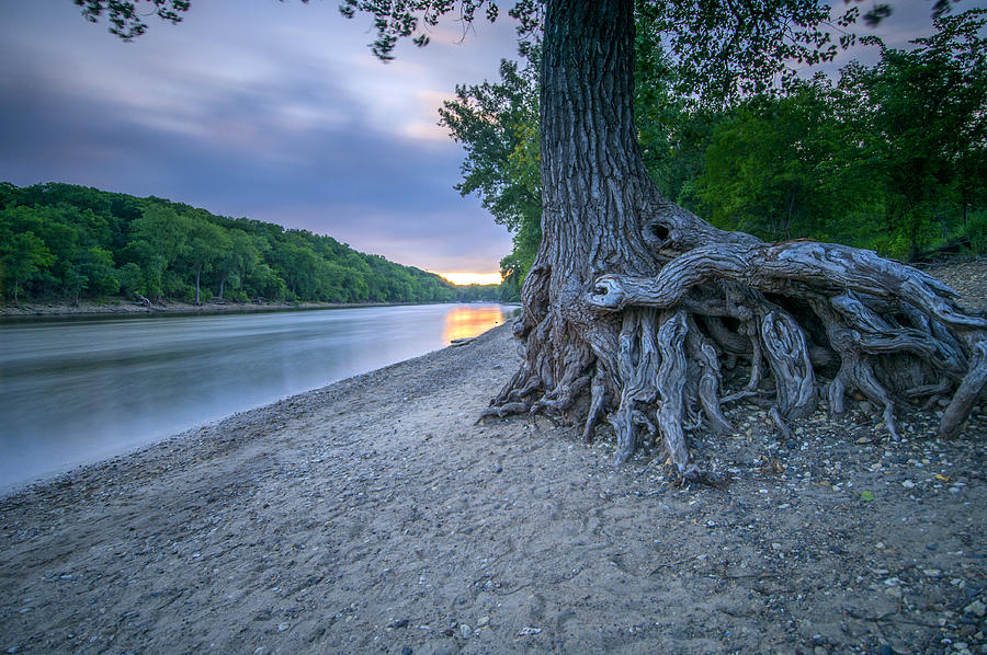 Mississippi Tree Root Photograph by Ryan W Brown