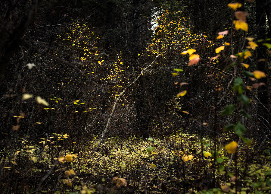 Missoula Autumn Woods Photograph by Matt Hammerstein