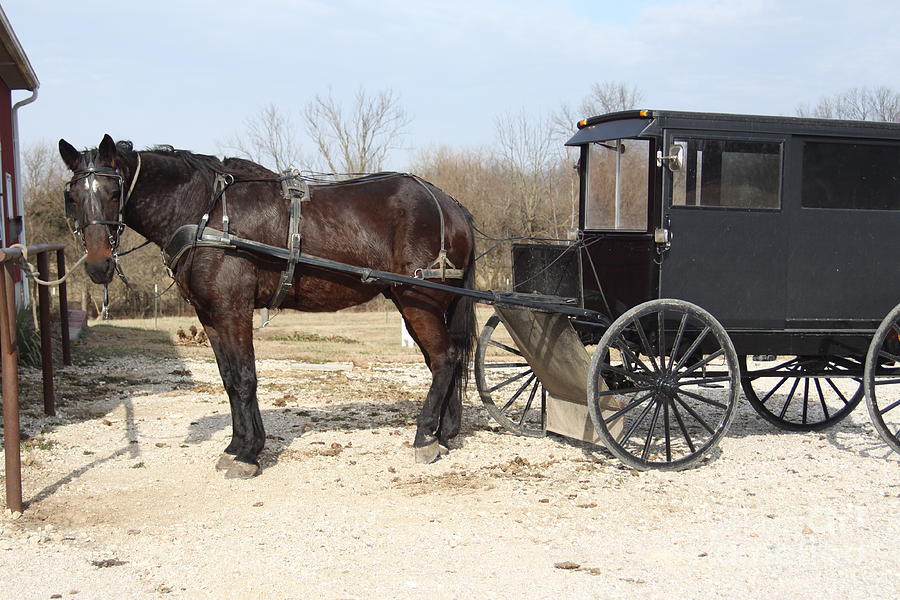 Missouri Amish 2019 I Photograph by Darren Dwayne Frazier Fine Art