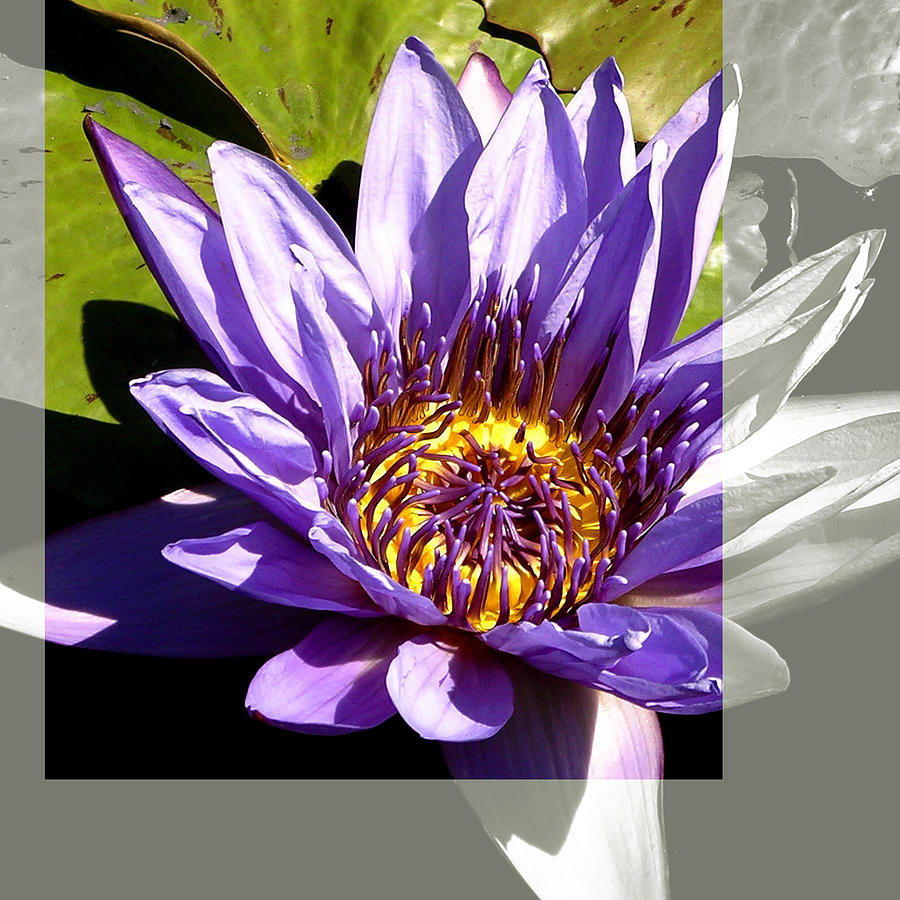 Missouri Botanical Garden Water Lily Flower Photograph by Patrick Malon