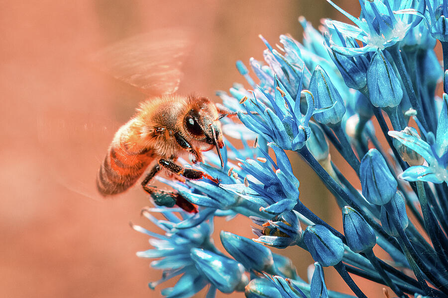 Missouri Botanical Gardens - Bee on Blue Flower Photograph by Robert Niemeier