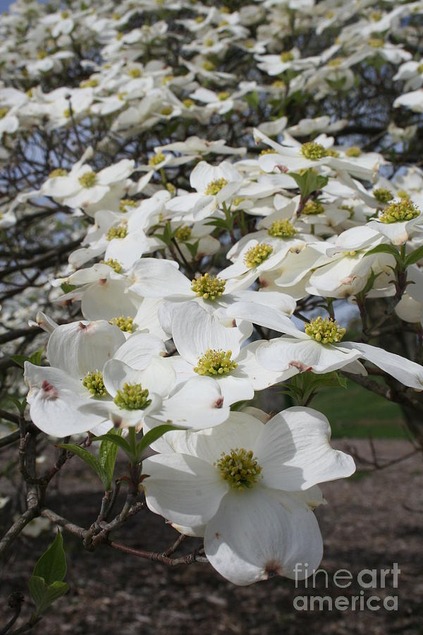 Missouri Dogwood 2021 III Photograph by Darren Dwayne Frazier - Fine ...