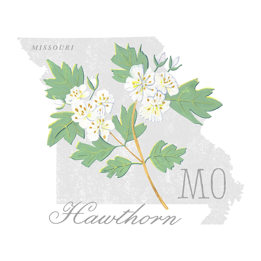 Missouri State Flower Hawthorn Art by Jen Montgomery Painting by Jen Montgomery