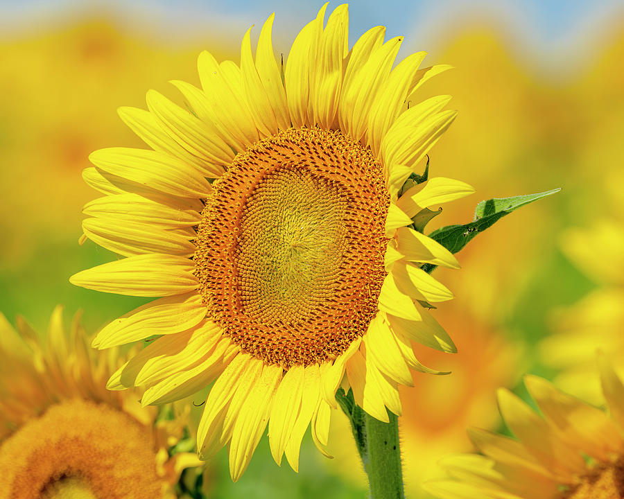 Missouri Sunflower #2 Photograph by Morris Finkelstein - Fine Art America