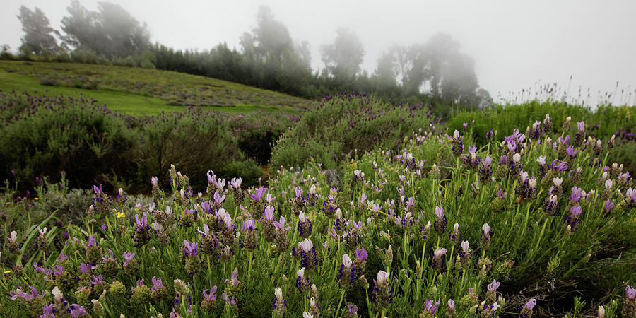 Mist Among the Lavender Photograph by AJ Dahm